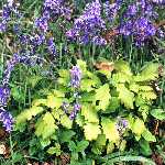 oakling & bluebell 